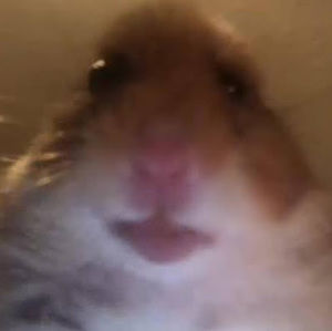 Meet your Posher, Jackson